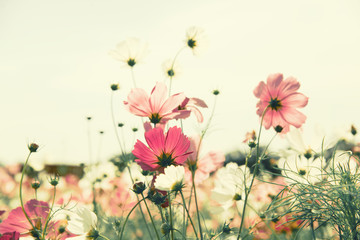 Vintage color cosmos flower in the field