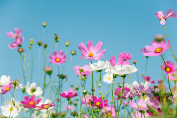 Wall Mural - pink and white cosmos flower on blue sky