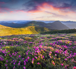 Wall Mural - Magic pink rhododendron flowers in the mountains.