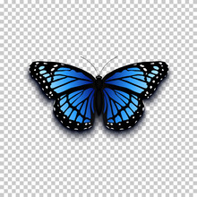 Realistic Butterfly Icon.