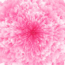 Abstract Futuristic Background, Fantastic Pink Chrysanthemum Flower With Lots Of Rose Petals
