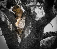 Lion In A Tree
