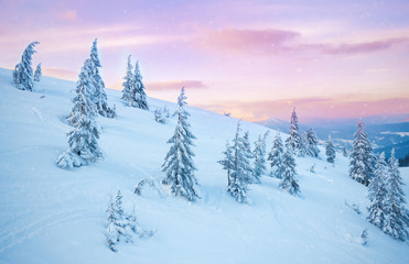 pine tree in winter at sunset in the mountains. Purple sky