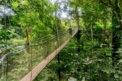 Plakat most w dżungli   mulu-sarawak-borneo