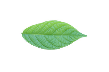 Wall Mural - green leaf on white background