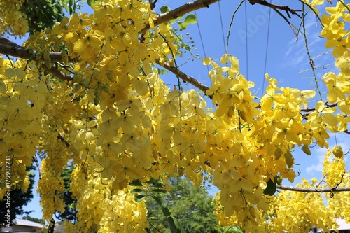 Cassia Fistula Tree With Yellow Flowers In Summer Australia Stock Photo Adobe Stock