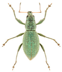 Wall Mural - The weevil beetle Eusomus ovulum isolated on white background. Dorsal view of green weevil beetle.