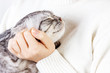 © sosiukin - Happy kitten likes being stroked by woman's hand. The British Shorthair. Scottish kitten