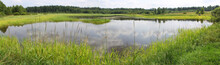 Panoramic View Of A Pond With Green Banks, Overgrown With Reeds And Other Near-water Plants. A Shallow Lake In Summer Day