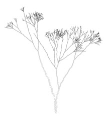 Wall Mural - vector fractal dotted algae branches - graaphic element