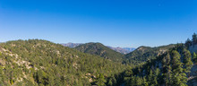 Mountaintops Covered With Pine Trees In The San Gabriels Above The City Of Los Angeles California.