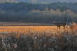© dfriend150 - Buck crossing field in fall
