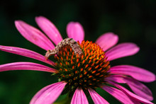 Caterpillar On Flower, Close Up