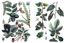 Illustrations Of Plants.