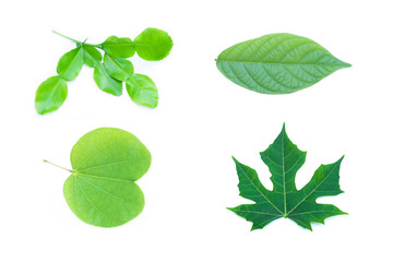 Wall Mural - green leaf on white background