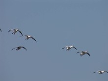 Geese Landing 2