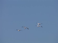 Geese Landing 4