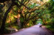 A Dog standing on a road in a tree tunnel at Botany Bay