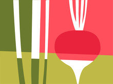 Abstract Vegetable Design In Flat Cut Out Style. Red And Pink Radish And Stems. Vector Illustration.