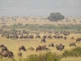 Fototapeta Sawanna - Wildebeest Migration
