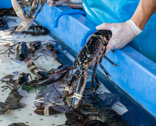 Lobsters In A Tank In The Fish Market. The Claws Are Tied.