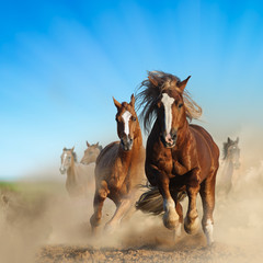 Two wild chestnut horses running together in dust, front view