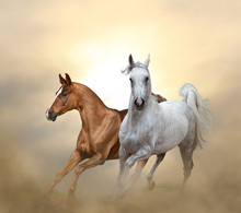 Two Purebred Horses Running In Sunset Time