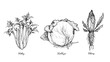 Hand Drawn of Celery, Cabbage and Chicory