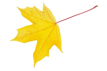 Wall Mural - autumn leaf on white