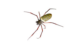 Image Of Batik Golden Web Spider / Nephila Antipodiana On White Background. Insect Animal