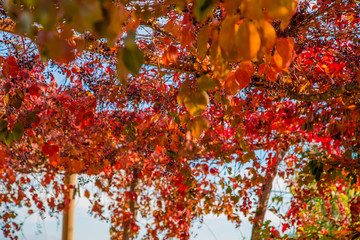 Wall Mural - red creeper