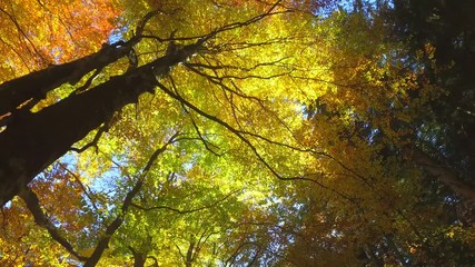 4k - faggi in autunno con raggi di sole