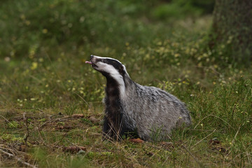 Wall Mural - Beautiful European badger (Meles meles - Eurasian badger) in his natural environment in the autumn forest and country