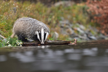 Wall Mural - Drinking beautiful European badger (Meles meles - Eurasian badger) in his natural environment in the autumn forest and country by the water near autumn forest