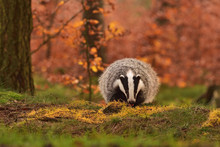 Beautiful European Badger (Meles Meles - Eurasian Badger) In His Natural Environment In The Autumn Forest And Country