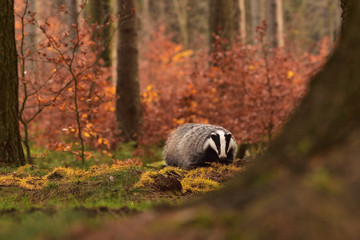 Wall Mural - Beautiful European badger (Meles meles - Eurasian badger) in his natural environment in the autumn forest and country