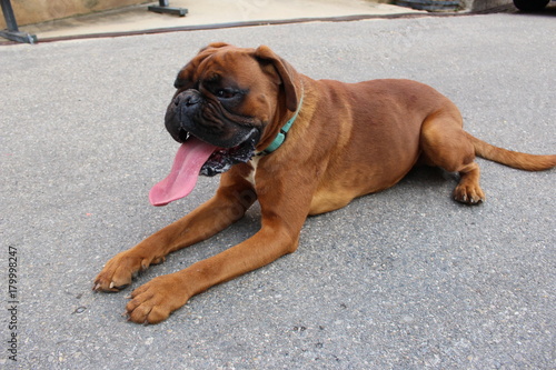 Chien Boxer Trop Mignon Buy This Stock Photo And Explore