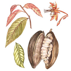 Wall Mural - Set of botanical illustration. Watercolor cocoa fruit collection isolated on white background. Hand drawn exotic cacao plants