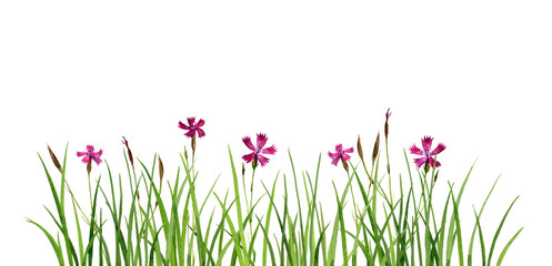 Wall Mural - watercolor drawing flowers and grass