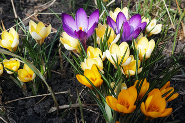 Wall Mural - Crocuses in early spring