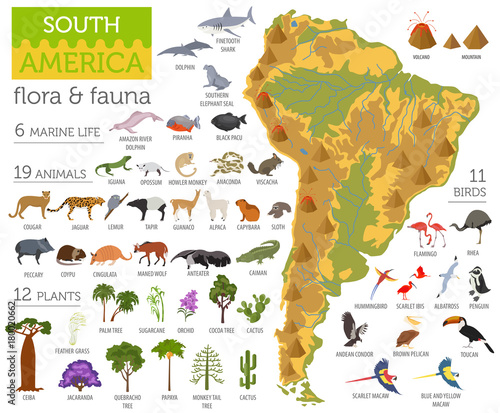 Cuadros en Lienzo South America flora and fauna map, flat elements
