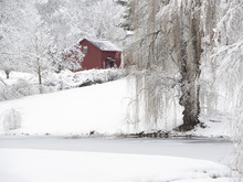 Winter Willow Tree And Little Red Barn In Snow