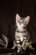 Portrait of tabby kitten with few red spots