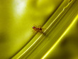Ameise auf gelben Hintergrund
