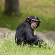 Chimpanzee XXXIV