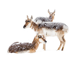 Wall Mural - Pronghorns in Snow