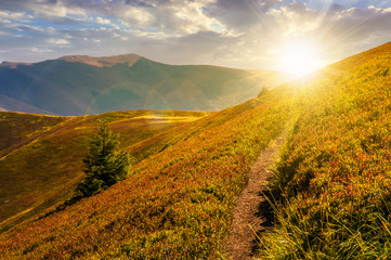 path though mountain hills and ridge at sunset. beautiful scenery with spruce tree on a slope in fin