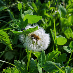 Wall Mural - Löwenzahn im Frühling - close-up of a dandelion clock