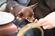 Cute brown chihuahua dog sniffing a food in restaurant