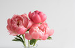 Closeup of coral peonies in glass vase against neutral background (selective focus)